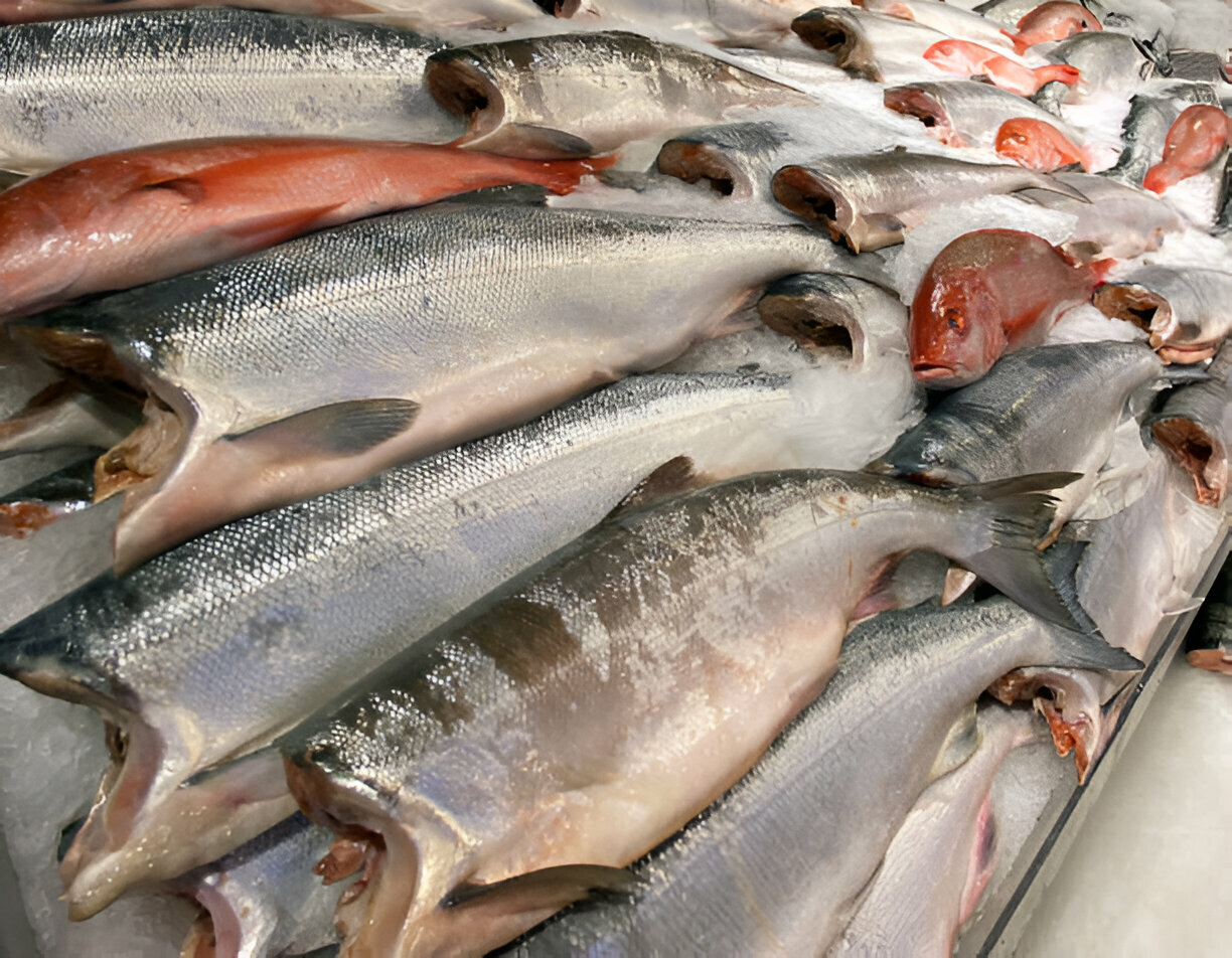 Salmon Wholesale Suppliers in Norway